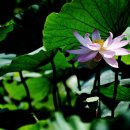 비실연꽃마을 이미지