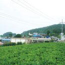 돋보이 개 이미지