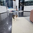 마포고양이도레미캣 이미지