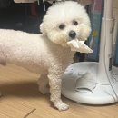 새한이불