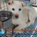 천보산로 노트펫