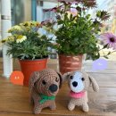 우리집강아지 이미지