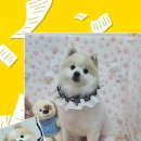 댕실 이미지