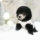 일산강아지분양 라펫 이미지