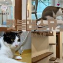 캣블레스유 이미지