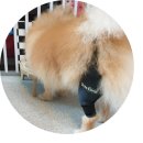 댕토피아 이미지