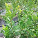 영원농장 이미지