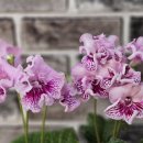 엔젤드림2 이미지