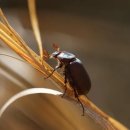 소갈딱지 이미지