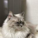 우다닥 고양이 호텔 | 서울 캣호텔 추천 : 우다닥 고양이 호텔 2박 3일 지낸 후기.