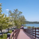 이팝나무길 이미지