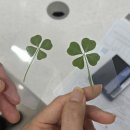 마리팜약국 이미지