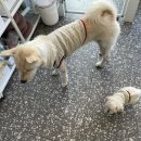 댕블댕블 이미지