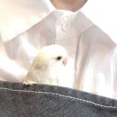해피패럿