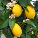 야생화 앨범4/레몬나무（Lemon tree） 이미지