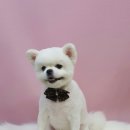 명문애견 이미지