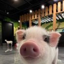 와우쥬 양산점 이미지