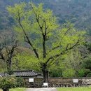 순흥안씨 사제당 문중 소장 목판 | 해남(녹우당)