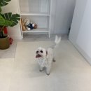 하울링 | 분리불안 말티즈 강아지 하울링 짖음 스트레스 최소화 미용후기