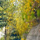 시기 1길 이미지