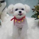 미쓰박 펫 살롱 이미지