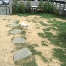 다독(Da Dog) 이미지