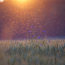 늘푸른 행정사 사무소 이미지