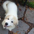 은봉애견 이미지