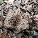 왕인농장 이미지