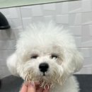 펫마켓 서구점 이미지