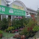 금호농장 | [2년 전 오늘] 대구 근교 영천금호 식물치료 꽃농장 굿보이플라워 방문 솔직후기