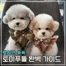 토이켄넬(Toy kennel) | 토이푸들 초보 집사 가이드! 모색 종류 털빠짐, 용품까지 완벽 정리