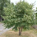 틸리아 투안( Tilia tuan )와 찰피나무(Tilia mandshurica) 이미지