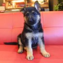 셰퍼트 분양 이미지