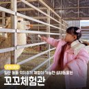 꼬꼬와아이들 이미지