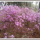 배산성지 이미지