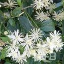 746.산야초-사위질빵 이미지