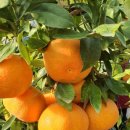 대운농장 이미지