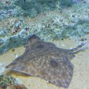 홍어사랑 이미지