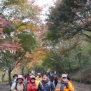 백암산 백양사 애기단풍축제및익산천만송이 국화축제 이미지