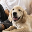 웃는강아지 이미지