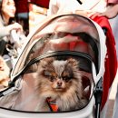 도시 강아지 이미지