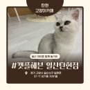 금고양이 | 일산 고양이 카페 캣플헤븐 일산탄현점, 일산 데이트로 다녀온 솔직 후기
