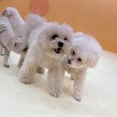 시우스쿨링 대화 이미지