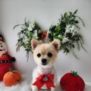 이발하개 이미지