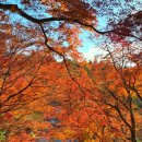 대일오토 | 12월 아이와 일본 교토 청수사 단풍 구경