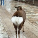 김밥나라오치럭키점 | [일본 오사카] 나라공원, 교토 우지 맛집, 난바 맛집 추천 (내돈내산) - 2일차 후기