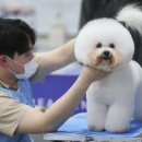 보라애견샵 브런치