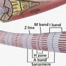 Delayed Onset Muscle Soreness(DOMS). 발생메카니즘과 치료전략에 대해서 이미지