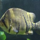 대전아쿠아리움 이미지